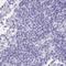 Dimethylglycine Dehydrogenase antibody, NBP1-86289, Novus Biologicals, Immunohistochemistry paraffin image 