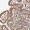 Carbohydrate Sulfotransferase 7 antibody, HPA003919, Atlas Antibodies, Immunohistochemistry paraffin image 
