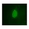 Emerin antibody, IQ324, Immuquest, Western Blot image 