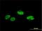 SCAN Domain Containing 1 antibody, H00051282-M01, Novus Biologicals, Immunofluorescence image 