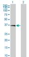 Mesenchyme Homeobox 2 antibody, H00004223-M10, Novus Biologicals, Western Blot image 