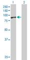 Exocyst Complex Component 5 antibody, H00010640-B01P, Novus Biologicals, Western Blot image 