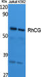 Rh Family C Glycoprotein antibody, A03655, Boster Biological Technology, Western Blot image 