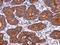 Keratin 72 antibody, LS-C155482, Lifespan Biosciences, Immunohistochemistry frozen image 