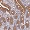 Solute Carrier Family 35 Member F5 antibody, NBP2-13333, Novus Biologicals, Immunohistochemistry frozen image 