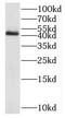 SEK1 antibody, FNab10073, FineTest, Western Blot image 