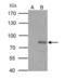 P21 (RAC1) Activated Kinase 6 antibody, PA5-34938, Invitrogen Antibodies, Immunoprecipitation image 