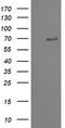 TRNA Methyltransferase 2 Homolog A antibody, TA505415, Origene, Western Blot image 
