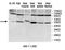 Protein O-Glucosyltransferase 2 antibody, MBS416845, MyBioSource, Western Blot image 
