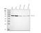 Histone Deacetylase 2 antibody, PA1350, Boster Biological Technology, Western Blot image 