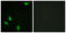 Progesterone Receptor antibody, LS-C199493, Lifespan Biosciences, Immunofluorescence image 