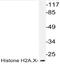 Histone H2A.x antibody, AP20985PU-N, Origene, Western Blot image 