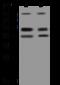 HAUS Augmin Like Complex Subunit 8 antibody, 206586-T36, Sino Biological, Western Blot image 