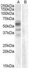 Arylsulfatase D antibody, GTX88781, GeneTex, Western Blot image 