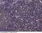 Interferon Alpha 5 antibody, 80205-T60, Sino Biological, Immunohistochemistry paraffin image 