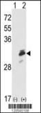 Endoplasmic Reticulum Protein 29 antibody, 61-588, ProSci, Western Blot image 