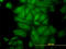 Tubulin Alpha 4a antibody, LS-B4552, Lifespan Biosciences, Immunofluorescence image 