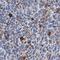 Hepatitis A Virus Cellular Receptor 2 antibody, AF2365, R&D Systems, Immunohistochemistry paraffin image 