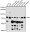 NADP-dependent malic enzyme, mitochondrial antibody, 16-233, ProSci, Western Blot image 