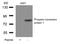 Prospero Homeobox 1 antibody, AP26049PU-S, Origene, Western Blot image 