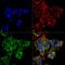 Autophagy Related 4A Cysteine Peptidase antibody, PA5-77780, Invitrogen Antibodies, Immunofluorescence image 