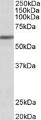 Zinc Finger Protein 703 antibody, MBS421116, MyBioSource, Western Blot image 