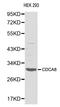 Cell Division Cycle Associated 8 antibody, LS-C192227, Lifespan Biosciences, Western Blot image 
