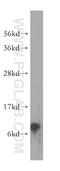 NADH:Ubiquinone Oxidoreductase Subunit A3 antibody, 17257-1-AP, Proteintech Group, Western Blot image 