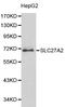 Solute Carrier Family 27 Member 2 antibody, A07140, Boster Biological Technology, Western Blot image 