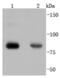 Protein Kinase C Alpha antibody, NBP2-66799, Novus Biologicals, Western Blot image 