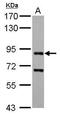 CD2 Associated Protein antibody, PA5-28391, Invitrogen Antibodies, Western Blot image 