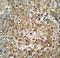 Ribosomal RNA Processing 36 antibody, LS-C168698, Lifespan Biosciences, Immunohistochemistry frozen image 