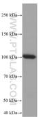 Toll Like Receptor 5 antibody, 66570-1-Ig, Proteintech Group, Western Blot image 