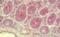 Solute Carrier Family 35 Member D3 antibody, orb314004, Biorbyt, Immunohistochemistry paraffin image 