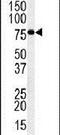 INO80 Complex Subunit D antibody, PA5-24965, Invitrogen Antibodies, Western Blot image 