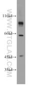 Chondroitin Polymerizing Factor antibody, 15801-1-AP, Proteintech Group, Western Blot image 