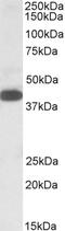 Alpha-1,4-N-Acetylglucosaminyltransferase antibody, EB09734, Everest Biotech, Western Blot image 