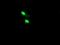 TRNA Methyltransferase 2 Homolog A antibody, MA5-26156, Invitrogen Antibodies, Immunocytochemistry image 
