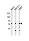 Dishevelled Segment Polarity Protein 3 antibody, MBS9211093, MyBioSource, Western Blot image 