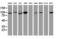 Cullin 4B antibody, M02253, Boster Biological Technology, Western Blot image 