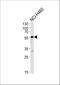 GABA(A) receptor subunit alpha-2 antibody, A03996-1, Boster Biological Technology, Western Blot image 