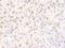 FIP antibody, A303-540A, Bethyl Labs, Immunohistochemistry paraffin image 