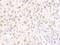 Upstream stimulatory factor 2 antibody, A303-540A, Bethyl Labs, Immunohistochemistry paraffin image 