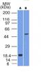 SRY-Box 10 antibody, GTX35084, GeneTex, Western Blot image 