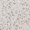 Nucleoporin 153 antibody, PA5-55720, Invitrogen Antibodies, Immunohistochemistry frozen image 