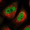 SprT-Like N-Terminal Domain antibody, HPA025073, Atlas Antibodies, Immunocytochemistry image 