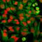 High Mobility Group Box 1 antibody, NBP2-25148, Novus Biologicals, Immunocytochemistry image 