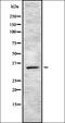 SRY-Box 12 antibody, orb337553, Biorbyt, Western Blot image 