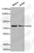 MYB Proto-Oncogene, Transcription Factor antibody, A3282, ABclonal Technology, Western Blot image 