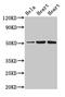 Sodium/potassium-transporting ATPase subunit beta-1 antibody, CSB-PA002326LA01HU, Cusabio, Western Blot image 